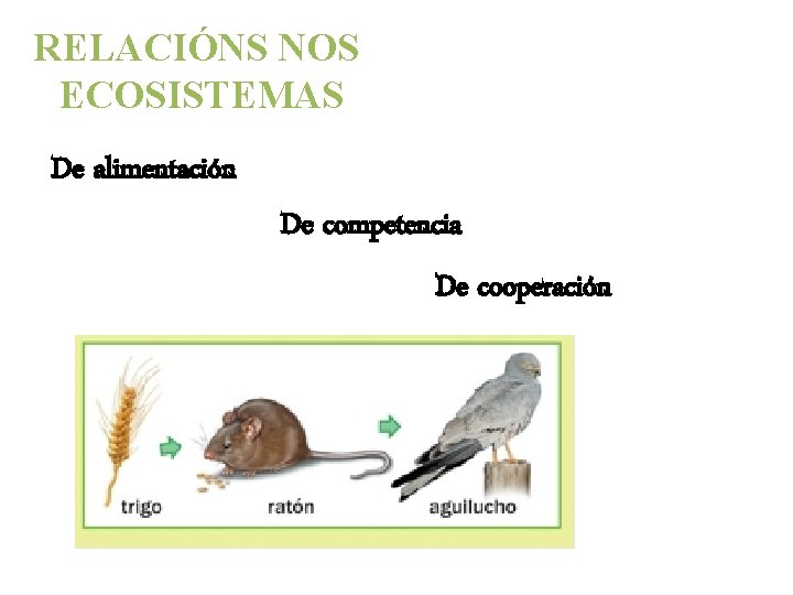 RELACIÓNS NOS ECOSISTEMAS De alimentación De competencia De cooperación 