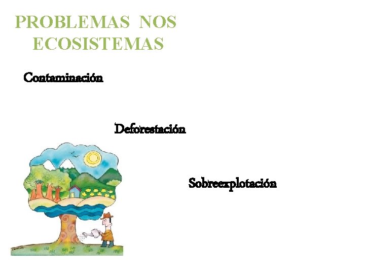 PROBLEMAS NOS ECOSISTEMAS Contaminación Deforestación Sobreexplotación 