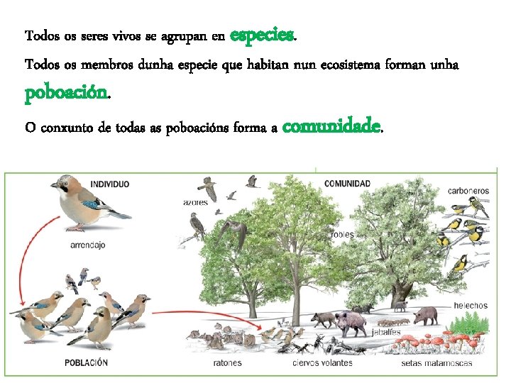 Todos os seres vivos se agrupan en especies. Todos os membros dunha especie que