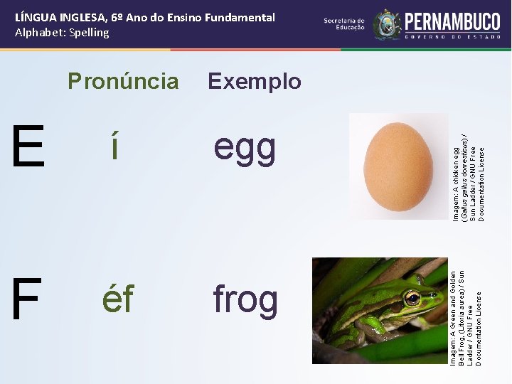 E í egg F éf frog Imagem: A chicken egg (Gallus gallus domesticus) /