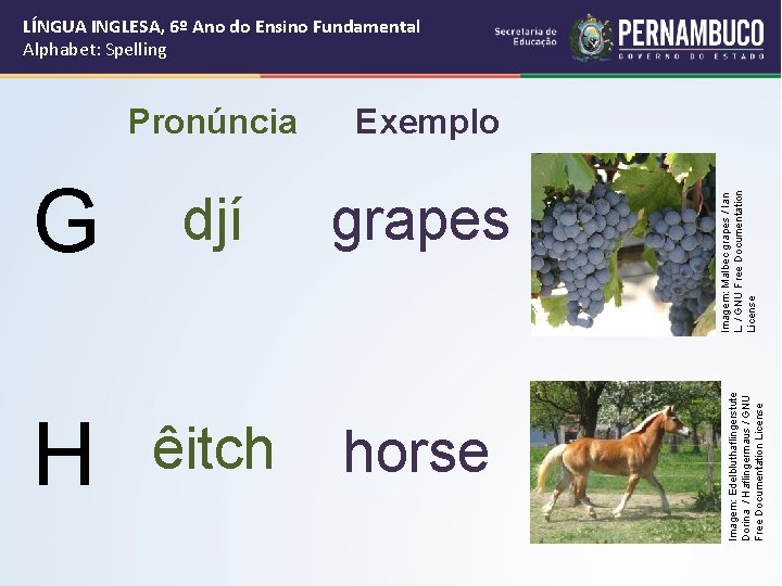 Exemplo G djí grapes H êitch horse Imagem: Malbec grapes / Ian L. /