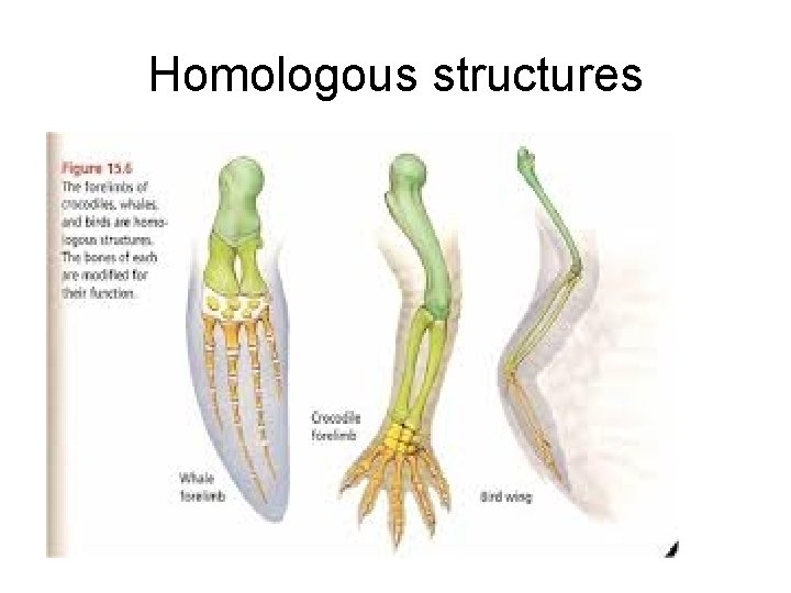 Homologous structures 