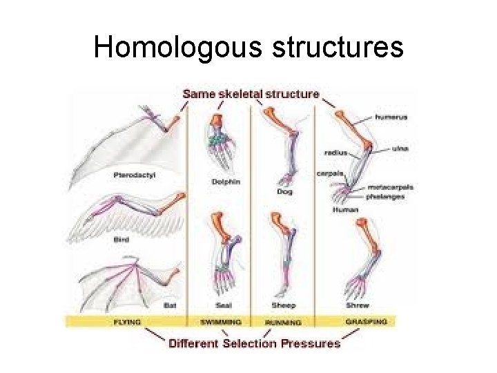 Homologous structures 