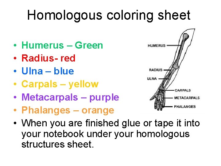 Homologous coloring sheet • • Humerus – Green Radius- red Ulna – blue Carpals