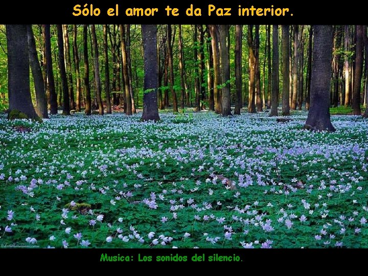 Sólo el amor te da Paz interior. Musica: Los sonidos del silencio. 