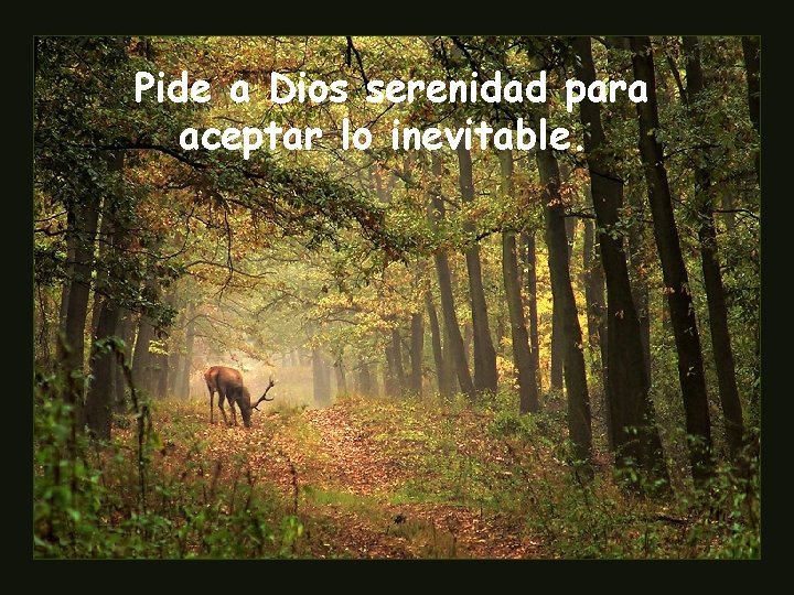 Pide a Dios serenidad para aceptar lo inevitable. 