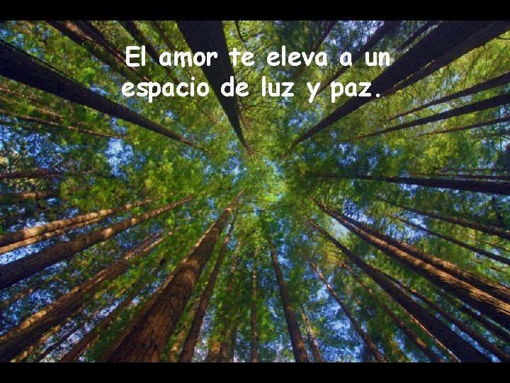 El amor te eleva a un espacio de luz y paz. 