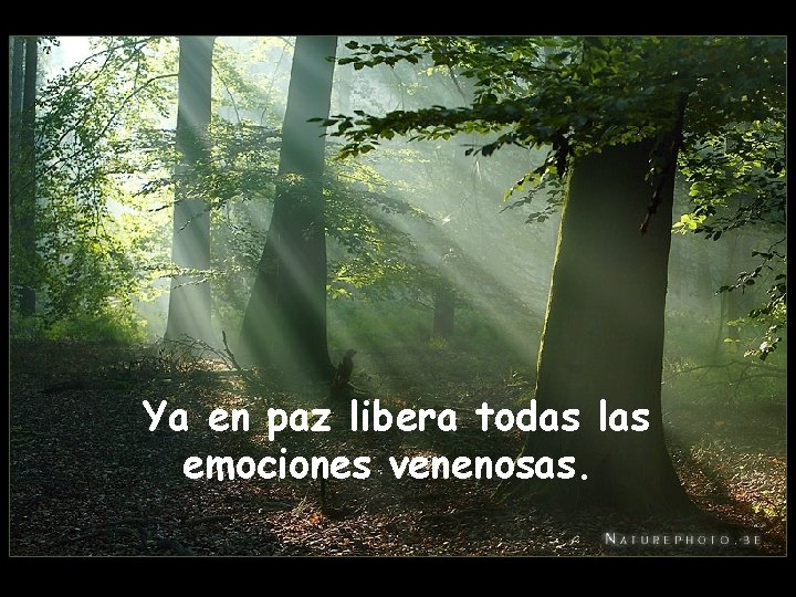 Ya en paz libera todas las emociones venenosas. 