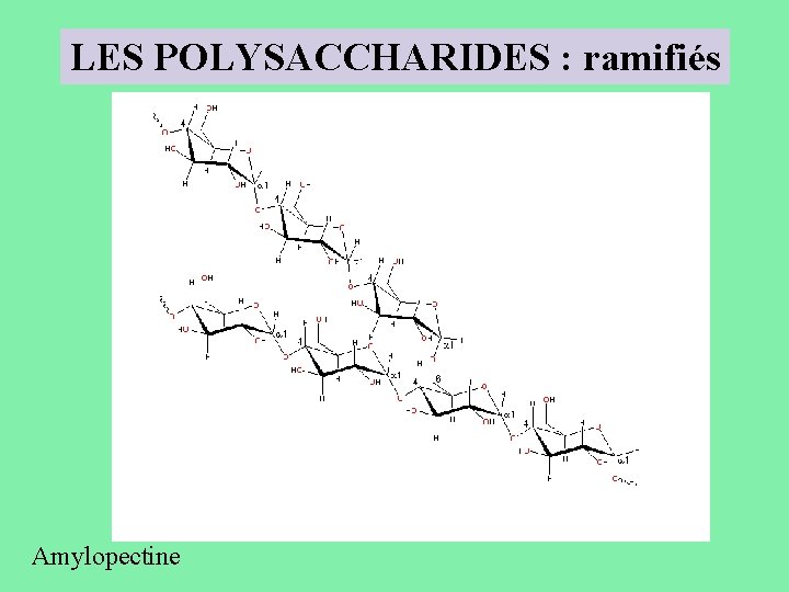 LES POLYSACCHARIDES : ramifiés Amylopectine 