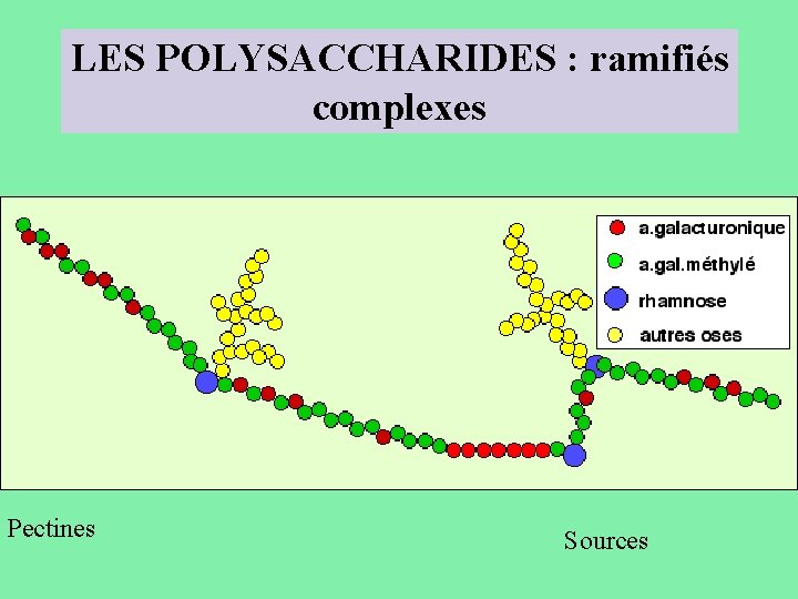 LES POLYSACCHARIDES : ramifiés complexes Pectines Sources 