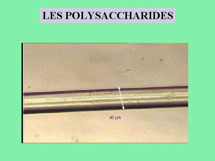 LES POLYSACCHARIDES 40 µm 