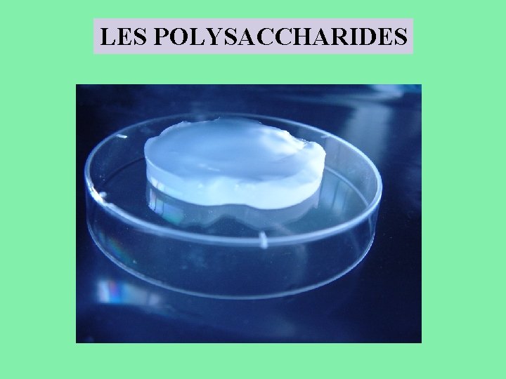 LES POLYSACCHARIDES 