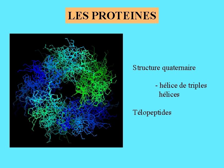 LES PROTEINES Structure quaternaire - hélice de triples hélices Télopeptides 