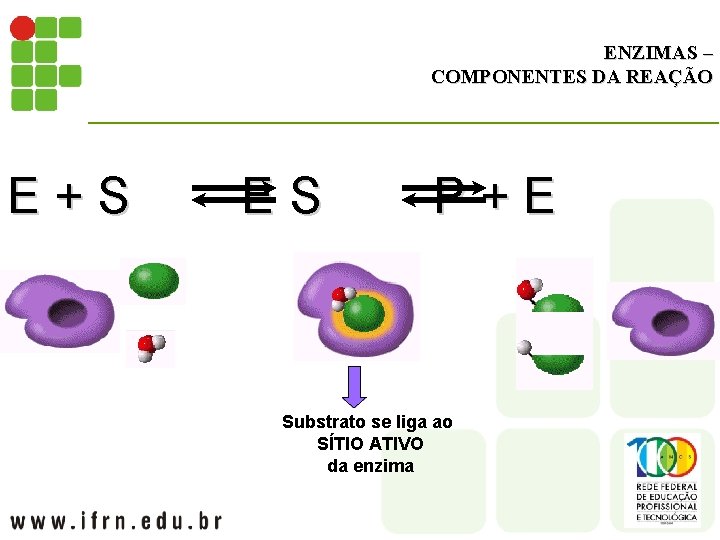 ENZIMAS – COMPONENTES DA REAÇÃO E + S E S P + E Substrato