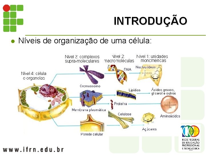 INTRODUÇÃO l Níveis de organização de uma célula: Célula vegetal 