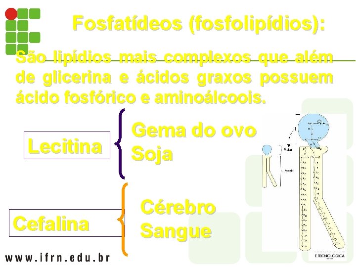 Fosfatídeos (fosfolipídios): São lipídios mais complexos que além de glicerina e ácidos graxos possuem