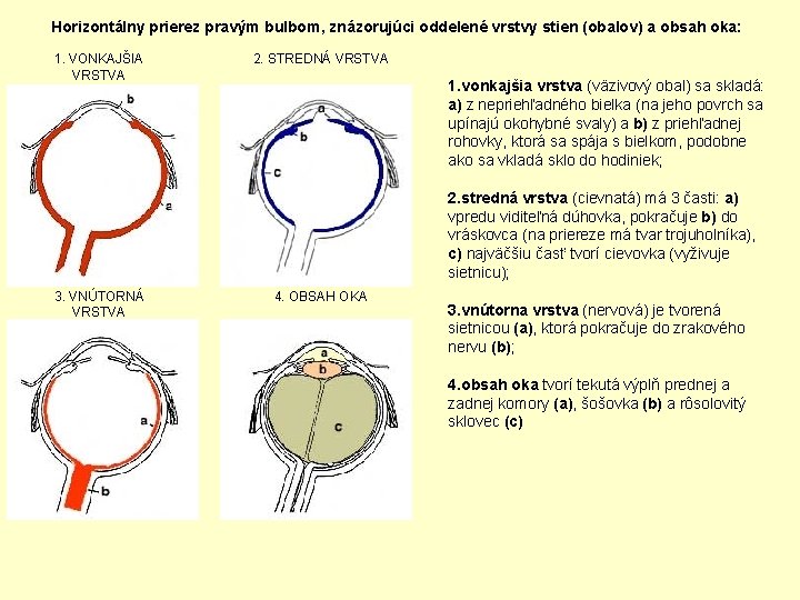 Horizontálny prierez pravým bulbom, znázorujúci oddelené vrstvy stien (obalov) a obsah oka: 1. VONKAJŠIA