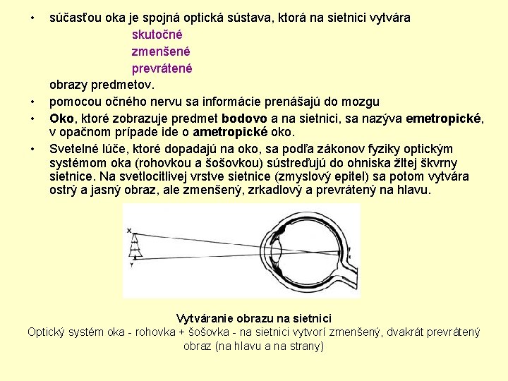  • súčasťou oka je spojná optická sústava, ktorá na sietnici vytvára skutočné zmenšené