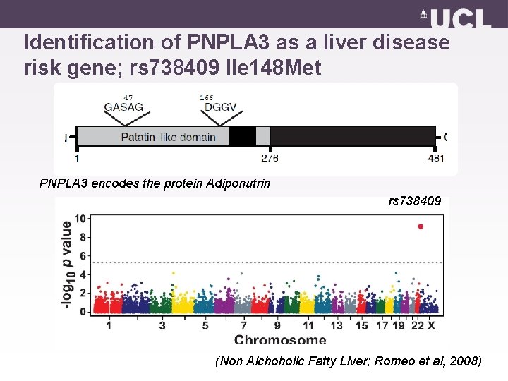 Identification of PNPLA 3 as a liver disease risk gene; rs 738409 Ile 148
