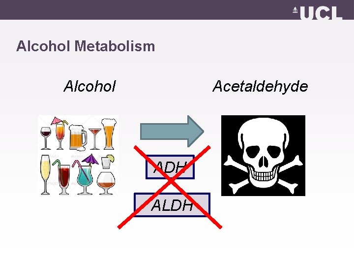 Alcohol Metabolism Acetaldehyde Alcohol ADH ALDH 