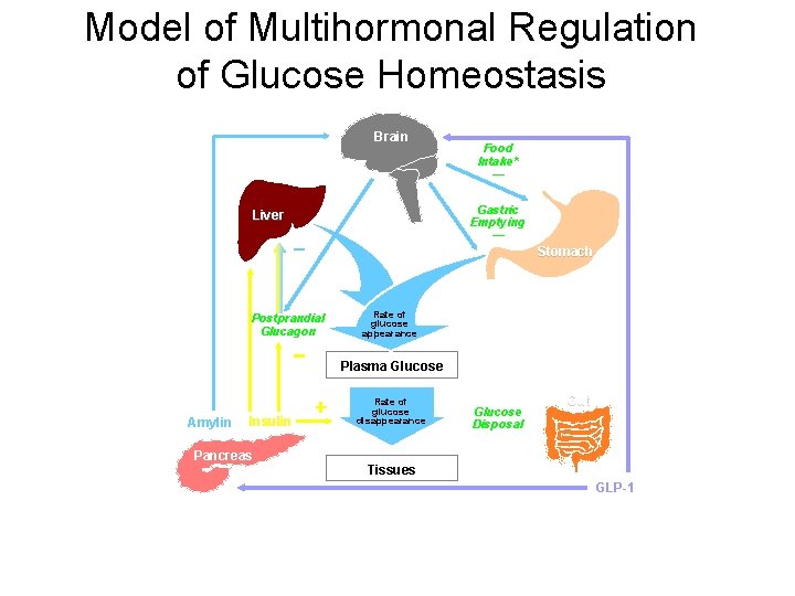 Model of Multihormonal Regulation of Glucose Homeostasis Brain Food Intake* — Gastric Emptying —