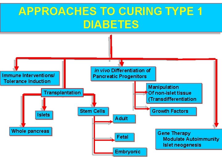 APPROACHES TO CURING TYPE 1 DIABETES in vivo Differentiation of Pancreatic Progenitors Immune Interventions/