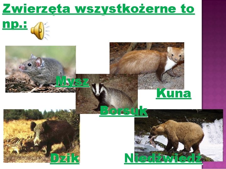 Zwierzęta wszystkożerne to np. : Mysz Borsuk Dzik Kuna Niedźwiedź 