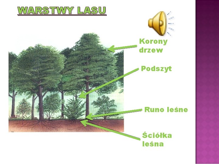 WARSTWY LASU Korony drzew Podszyt Runo leśne Ściółka leśna 