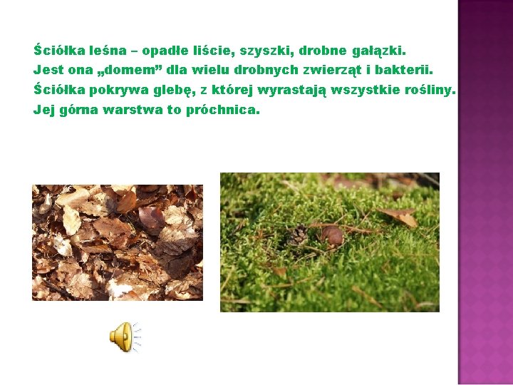Ściółka leśna – opadłe liście, szyszki, drobne gałązki. Jest ona „domem” dla wielu drobnych