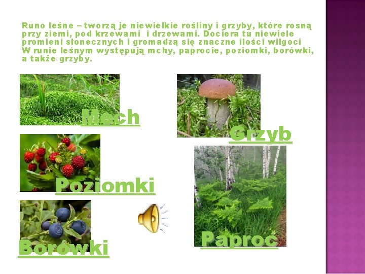 Runo leśne – tworzą je niewielkie rośliny i grzyby, które rosną przy ziemi, pod