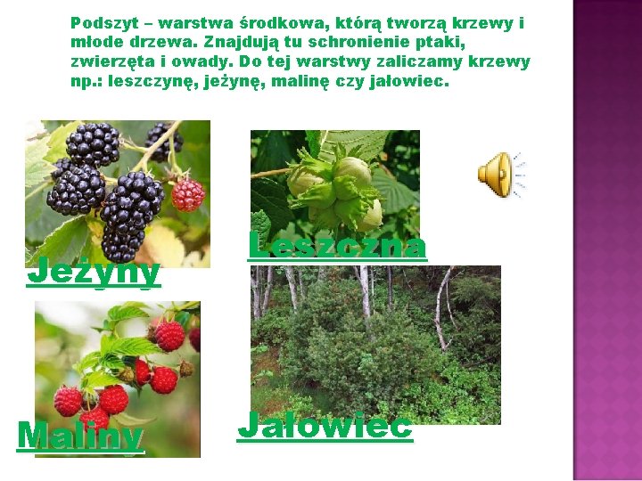 Podszyt – warstwa środkowa, którą tworzą krzewy i młode drzewa. Znajdują tu schronienie ptaki,