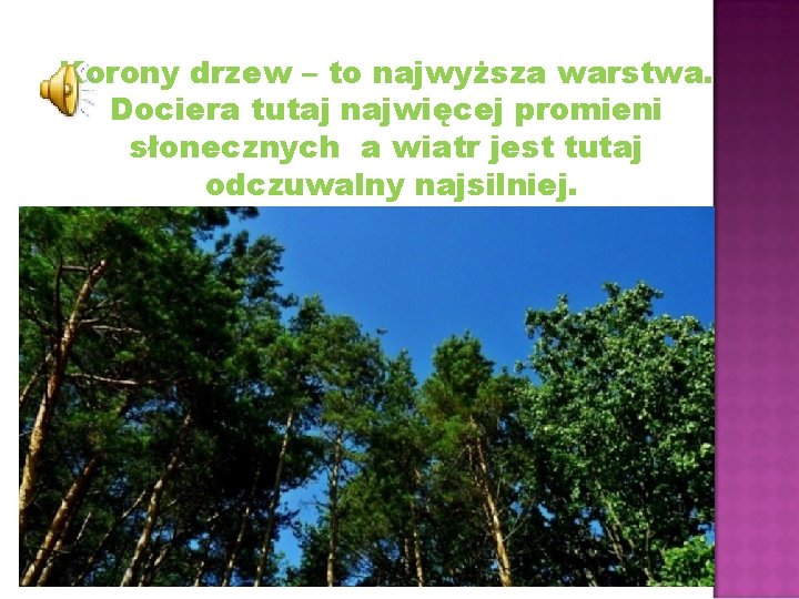 Korony drzew – to najwyższa warstwa. Dociera tutaj najwięcej promieni słonecznych a wiatr jest