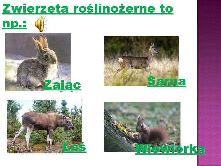 Zwierzęta roślinożerne to np. : Zając Łoś Sarna Wiewiórka 