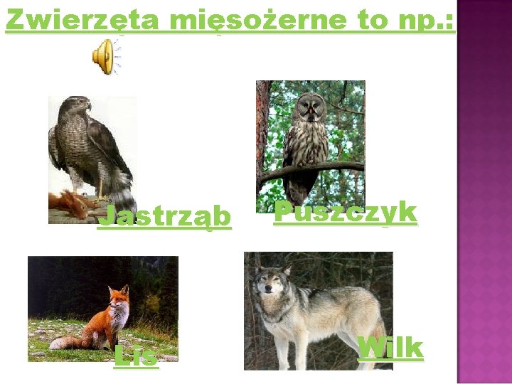 Zwierzęta mięsożerne to np. : Jastrząb Lis Puszczyk Wilk 
