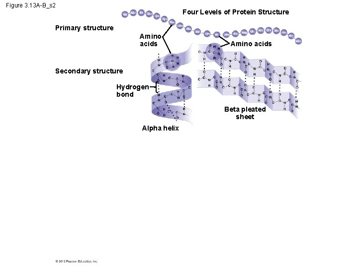 Figure 3. 13 A-B_s 2 Four Levels of Protein Structure Primary structure Amino acids
