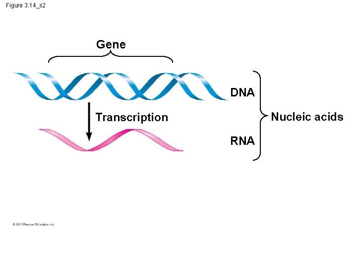 Figure 3. 14_s 2 Gene DNA Nucleic acids Transcription RNA 