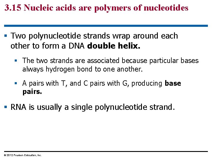 3. 15 Nucleic acids are polymers of nucleotides § Two polynucleotide strands wrap around