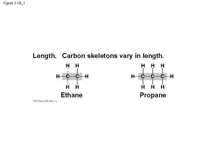 Figure 3. 1 B_1 Length. Carbon skeletons vary in length. Ethane Propane 