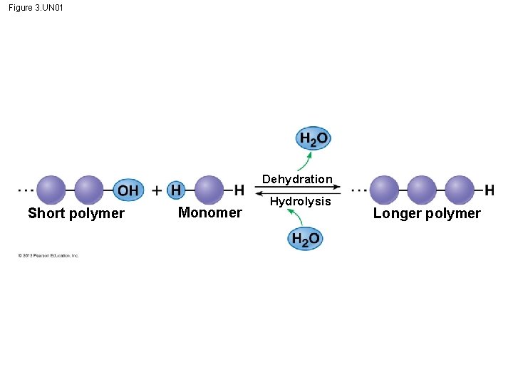 Figure 3. UN 01 Dehydration Short polymer Monomer Hydrolysis Longer polymer 