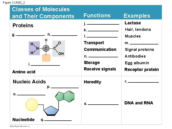 Figure 3. UN 03_2 Classes of Molecules and Their Components Proteins g. h. i.