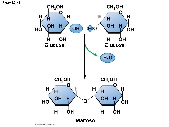 Figure 3. 5_s 2 Glucose Maltose 