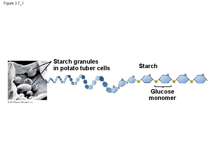 Figure 3. 7_1 Starch granules in potato tuber cells Starch Glucose monomer 