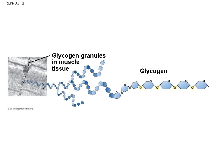 Figure 3. 7_2 Glycogen granules in muscle tissue Glycogen 