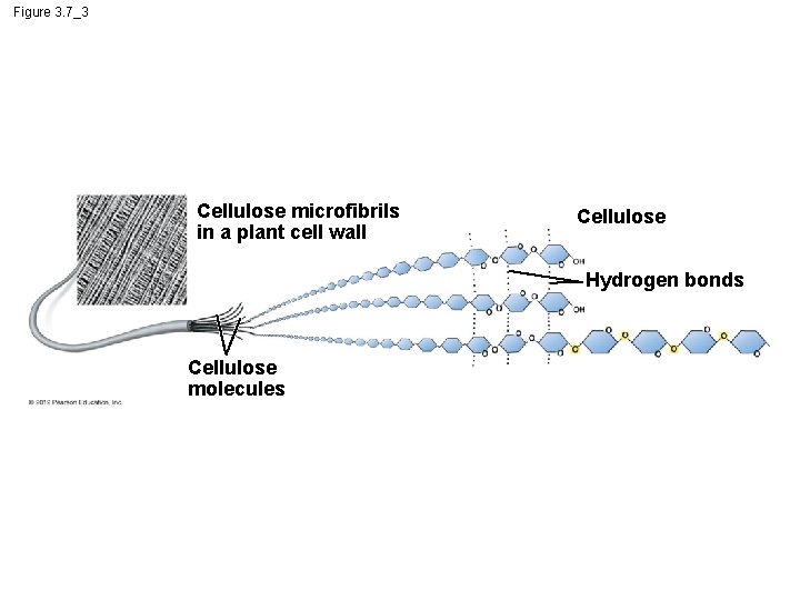 Figure 3. 7_3 Cellulose microfibrils in a plant cell wall Cellulose Hydrogen bonds Cellulose