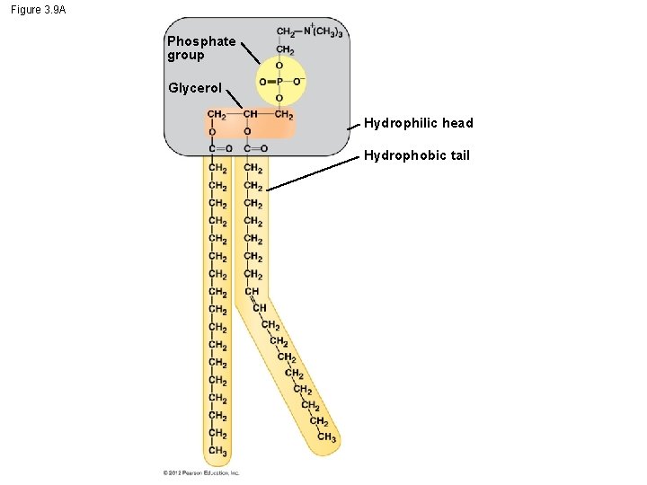 Figure 3. 9 A Phosphate group Glycerol Hydrophilic head Hydrophobic tail 