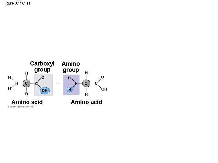 Figure 3. 11 C_s 1 Carboxyl group Amino acid Amino group Amino acid 