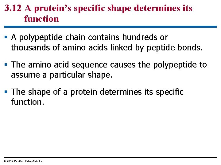 3. 12 A protein’s specific shape determines its function § A polypeptide chain contains