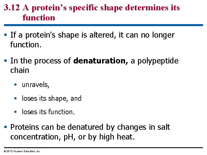 3. 12 A protein’s specific shape determines its function § If a protein’s shape