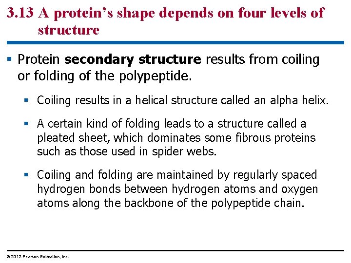 3. 13 A protein’s shape depends on four levels of structure § Protein secondary