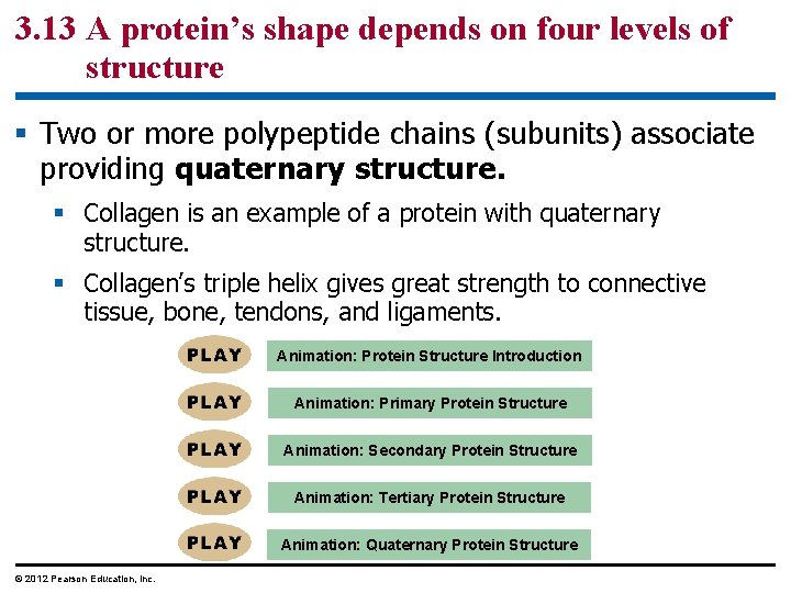 3. 13 A protein’s shape depends on four levels of structure § Two or